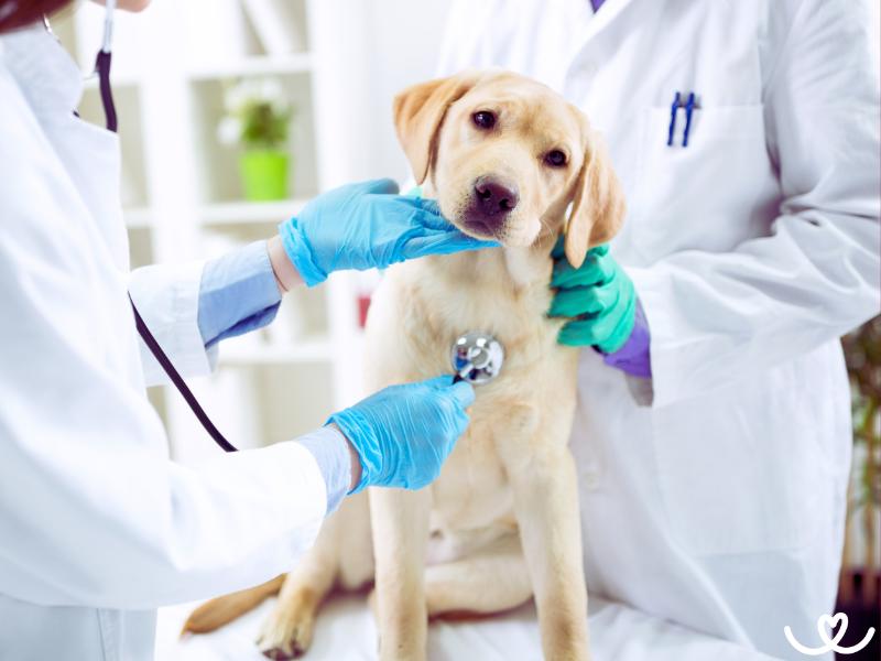 Jak-naucit-psa-chodit-k-veterinari (2)